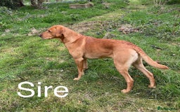 Labrador Retriever dogs for sale: Yellow/red Labrador puppies  - Image 20