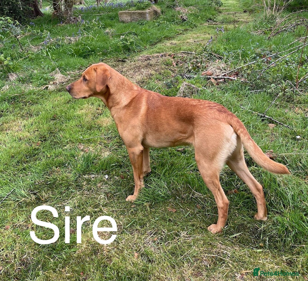 Labrador Retriever dogs for sale: Yellow/red Labrador puppies  - Image 20