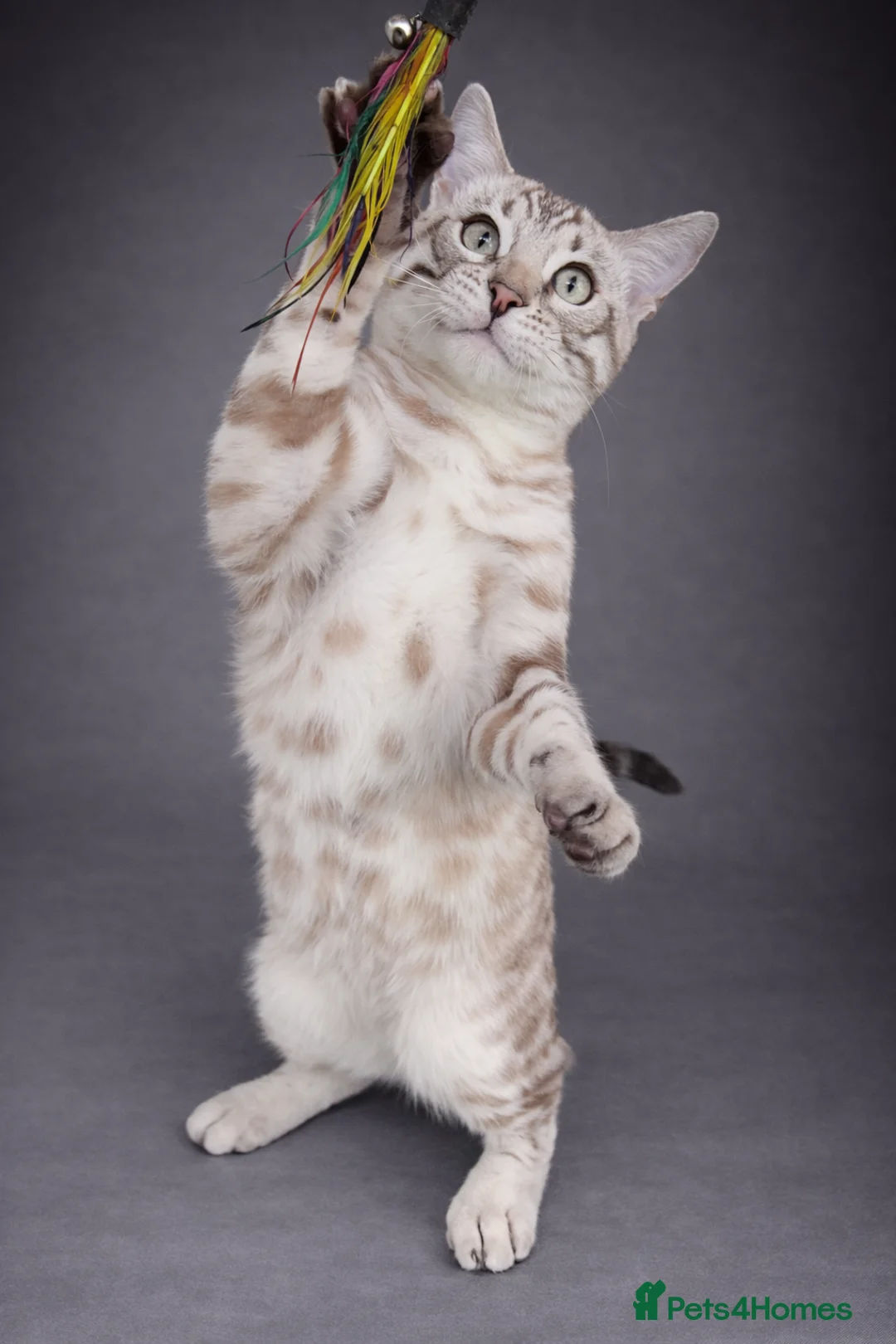 Bengal cats for sale: ⭐SENSATIONAL⭐️Seal Silver Mink Stud TICA REG - Advert 5