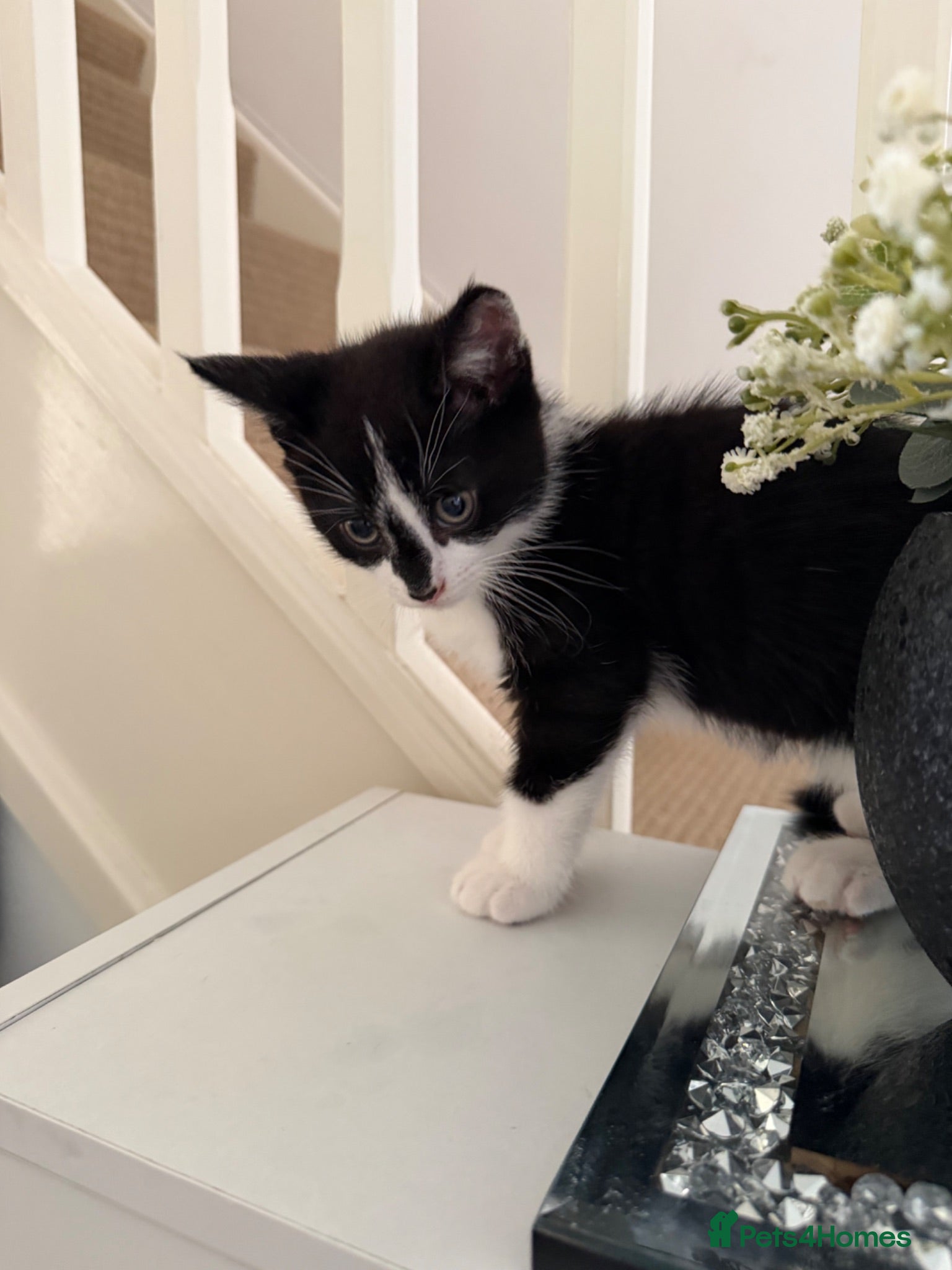Mixed Breed cats 🐾READY TO GO 🐾Looking for a forever home🐾 - Advert 1