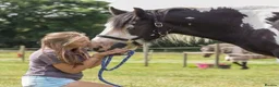 Irish Cob horses for sale: Traditional cob Rosie  in North Walsham - Advert 8