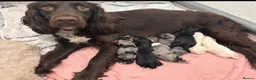 Mixed Breed dogs for sale: Sprockerpoo puppies - Advert 3