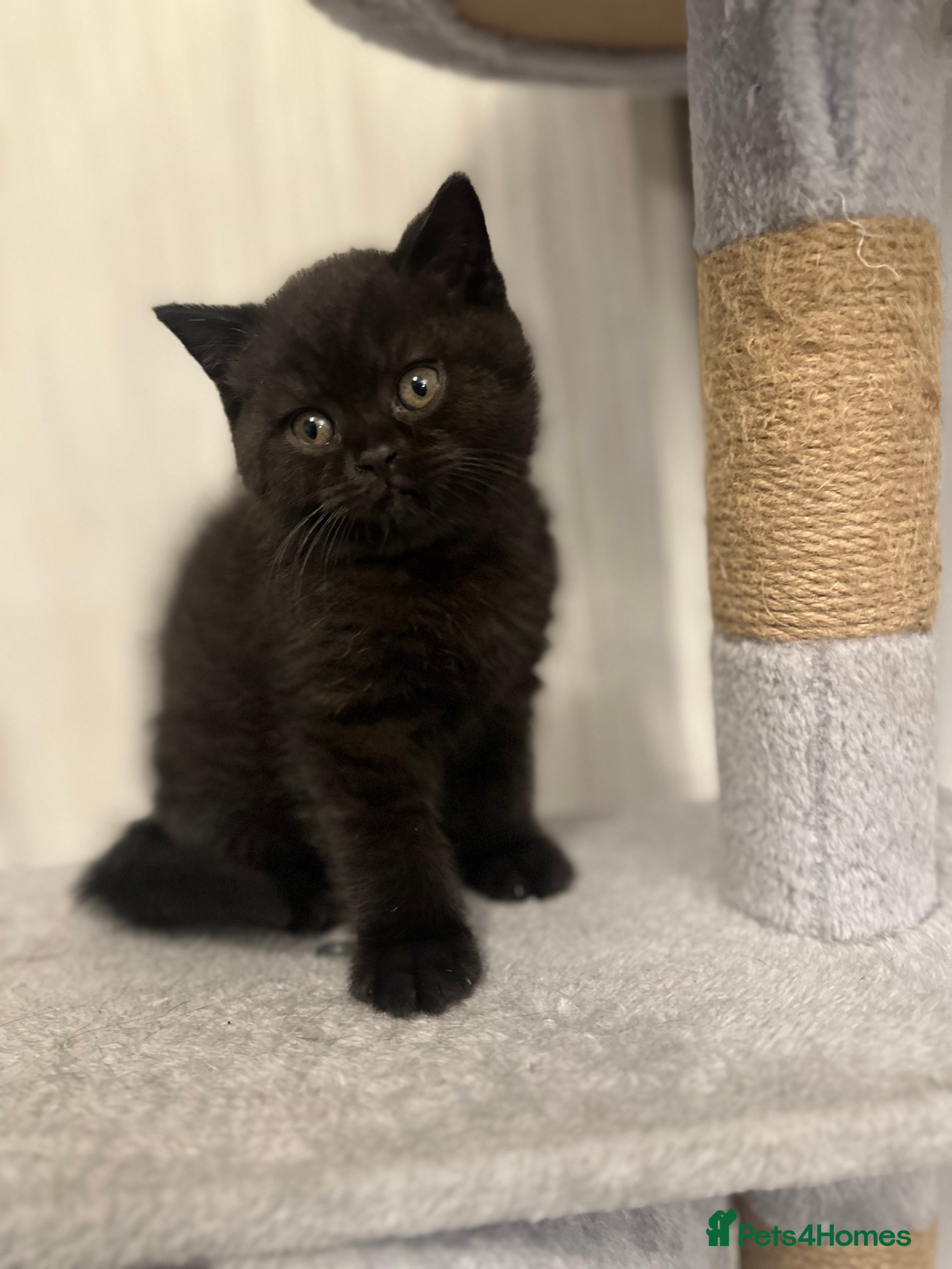 British Shorthair cats GCCF Registered British Shorthair Kittens - Advert 6