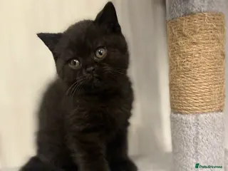 British Shorthair cats GCCF Registered British Shorthair Kittens - Advert 6