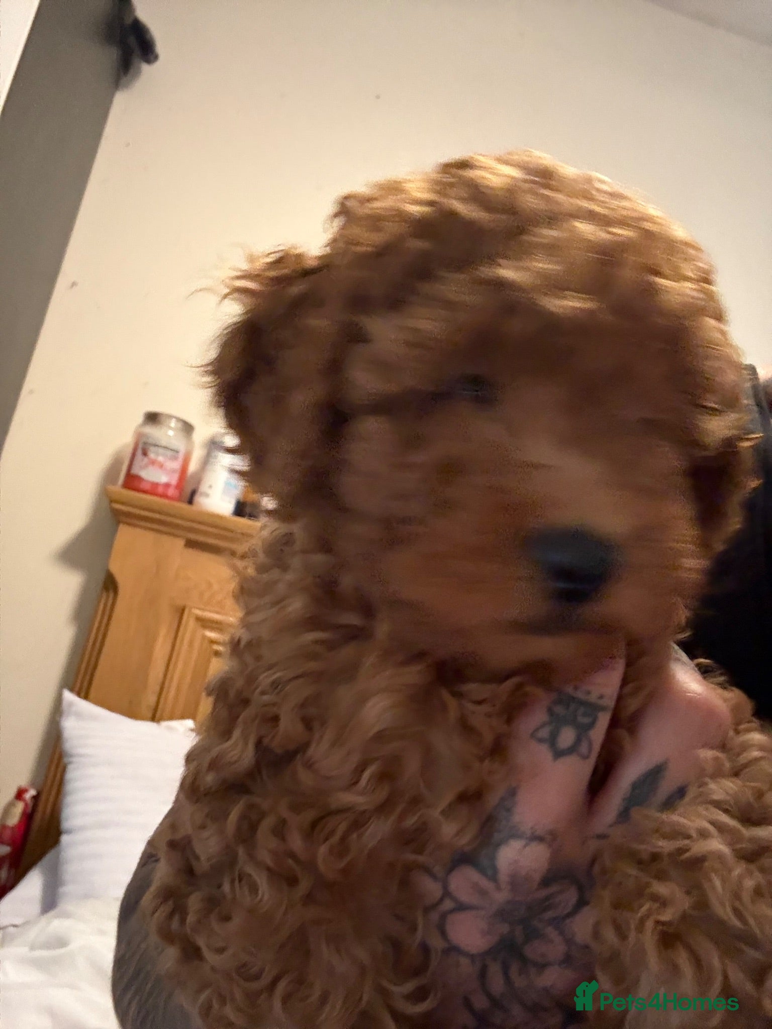 Miniature Poodle dogs Deep red kc reg miniture poodle puppy’s  - Advert 2