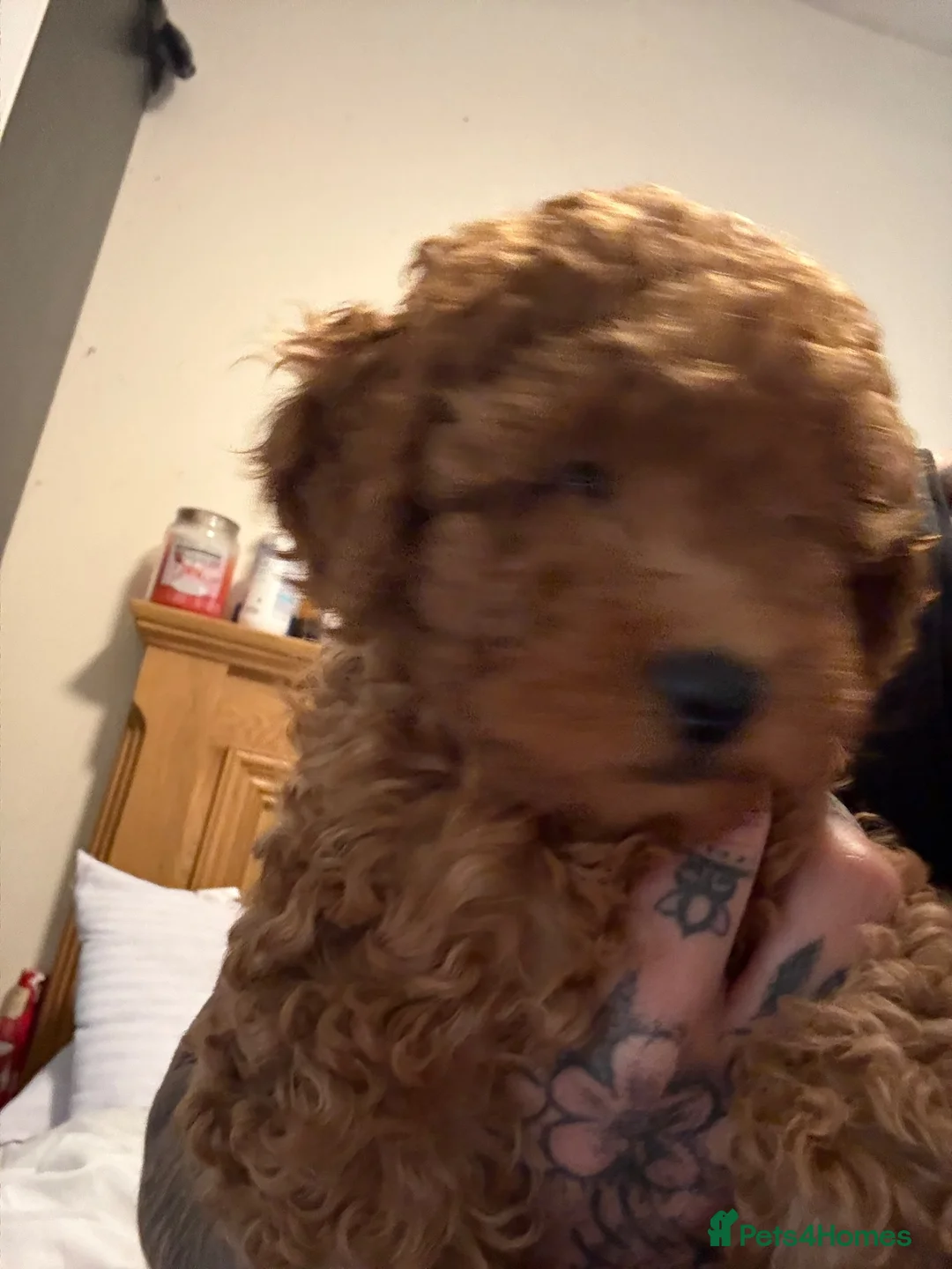 Miniature Poodle dogs for sale: Deep red kc reg miniture poodle puppy’s  - Advert 2