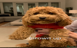 Cavapoo dogs for sale: EXTENSIVELY HEALTH TESTED Toy Cavapoos - Image 9