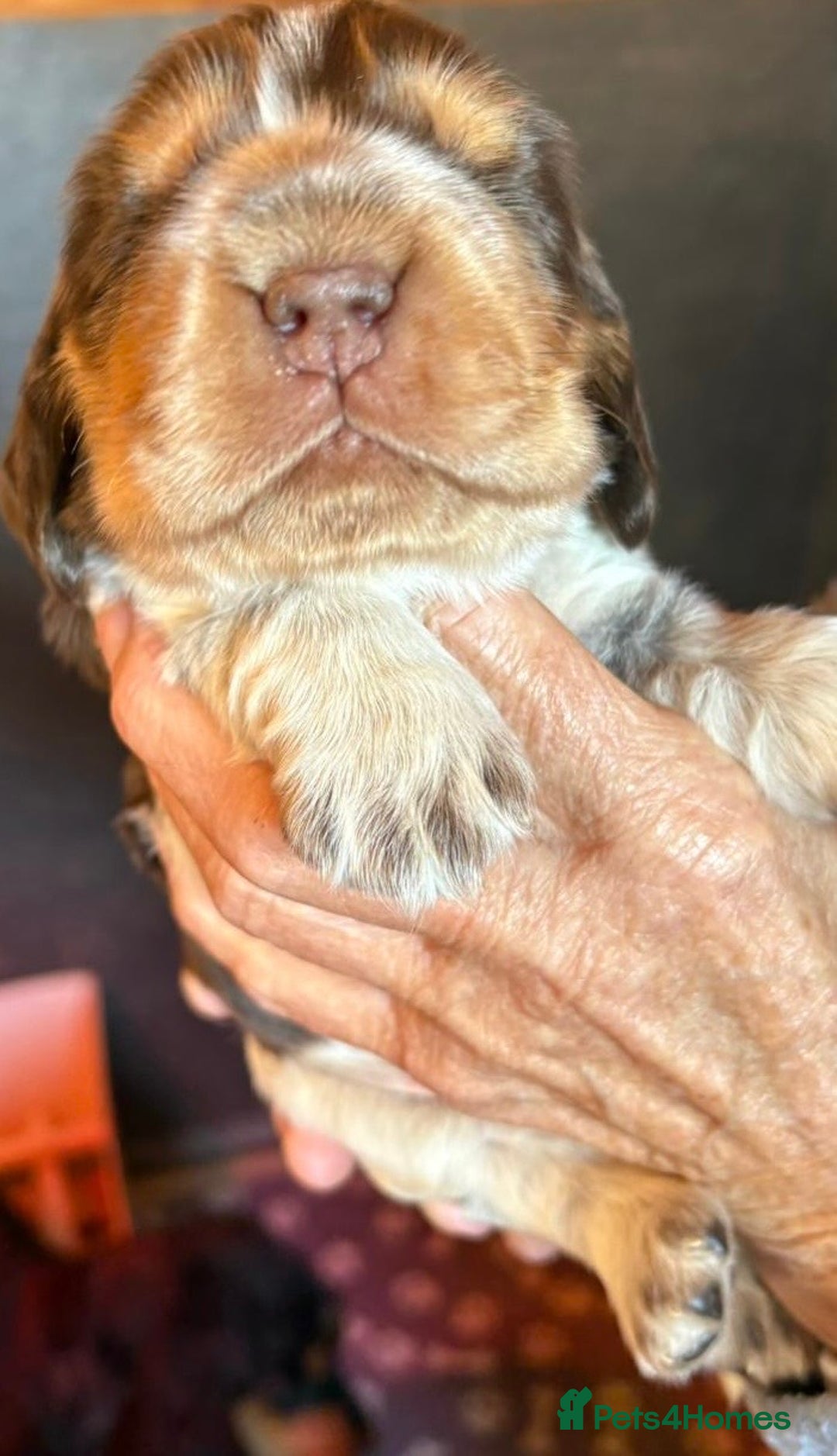 Cocker Spaniel dogs for sale: Show cocker spaniel pups  - Image 28