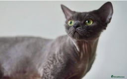 Devon Rex cats for sale: Ravel 💜male Devon Rex available  - Image 26