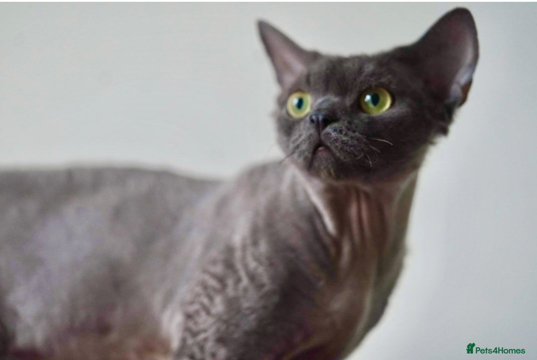 Devon Rex cats for sale: Ravel 💜male Devon Rex available  - Image 26