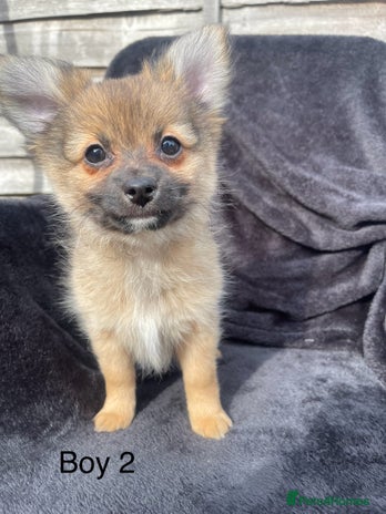 Discount pomeranian chihuahua mix for sale Top Sellers
