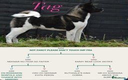 Akita dogs for sale: Kc registered Akita puppy 1 male  - Image 5