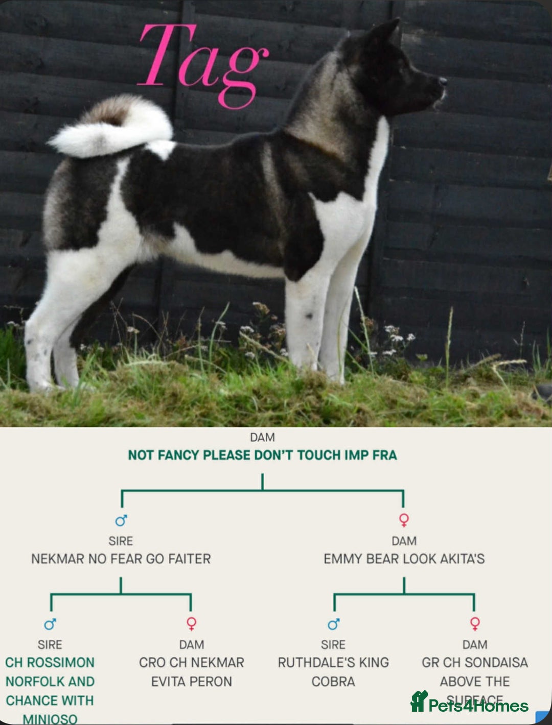 Akita dogs for sale: Kc registered Akita puppy 1 male  - Image 5