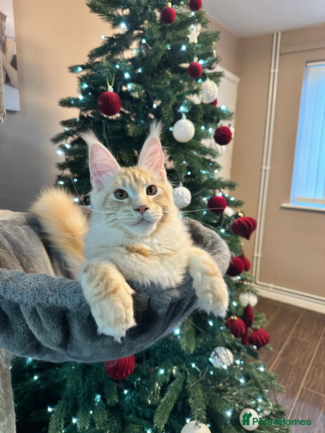 Maine Coon cats for sale: Tica Registered maine coon kitten -  - Advert 4