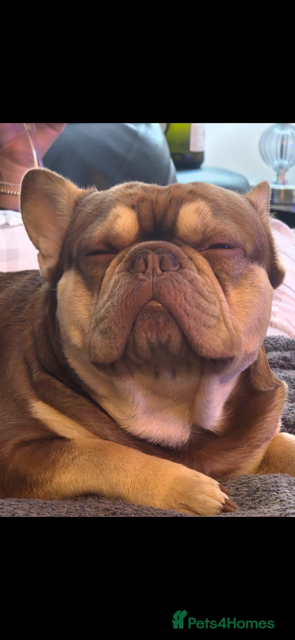 French Bulldog dogs for stud: Rocco for Stud Isabella and Tan carrying fluffy in Chester-le-Street - Advert 3