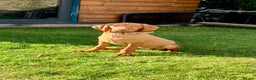 Hungarian Vizsla dogs for stud: Rolo Hungarian Viszla STUD in Treharris - Advert 7