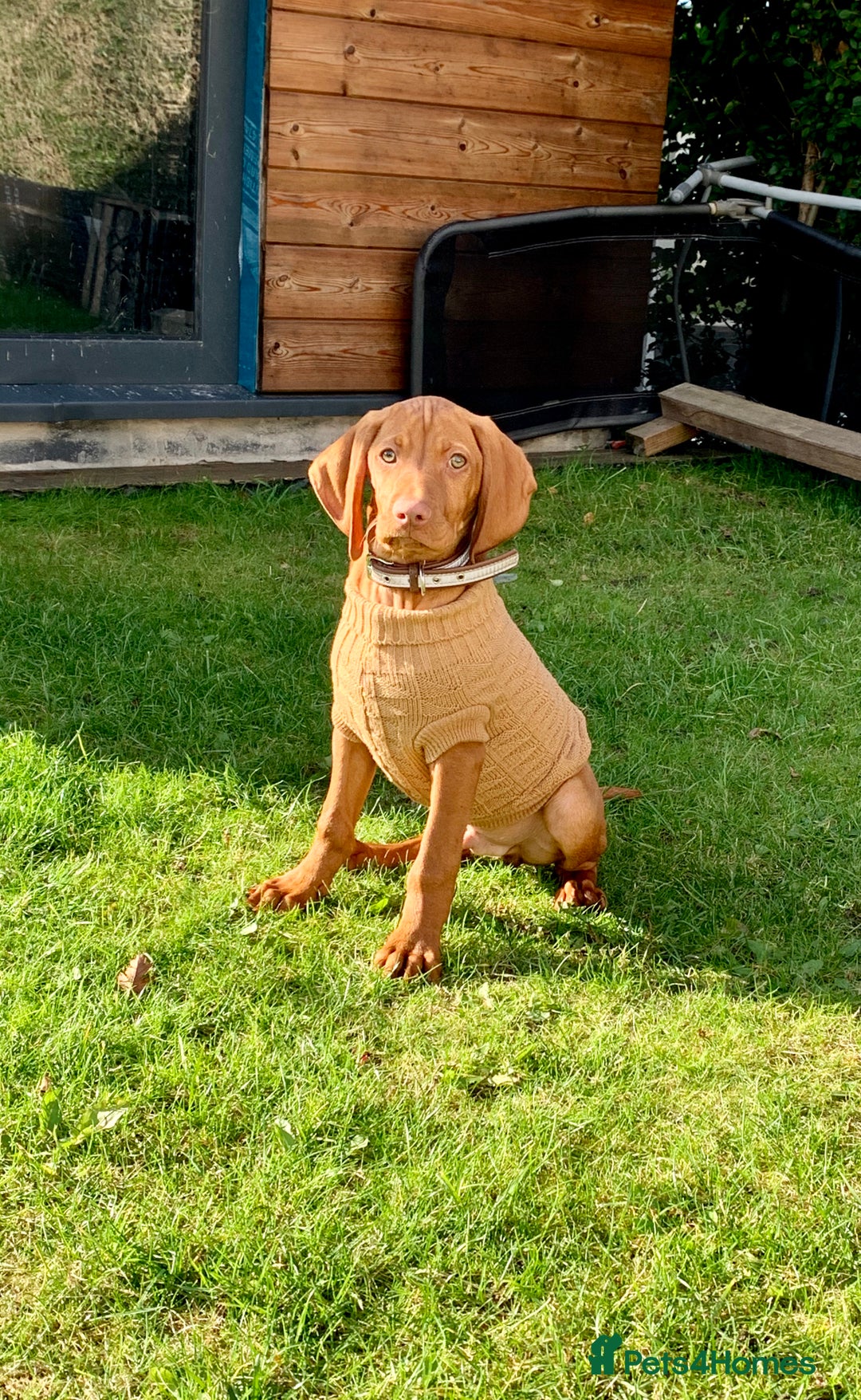 Hungarian Vizsla dogs for stud: Rolo Hungarian Viszla STUD in Treharris - Advert 7