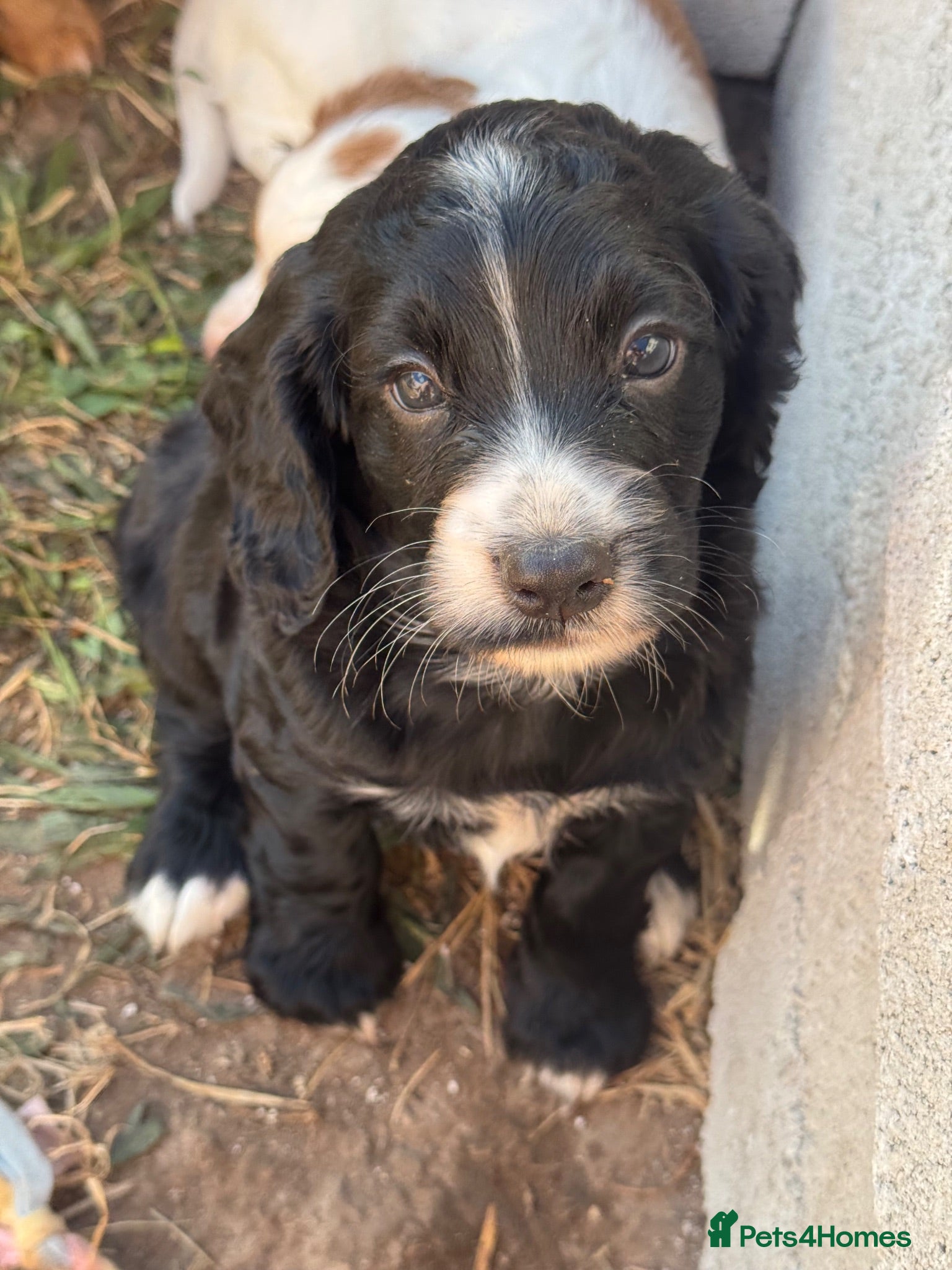 Cocker Spaniel dogs 1 black boy left  - Advert 6