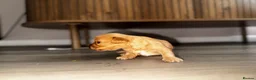 Mixed Breed dogs for sale: Cavapoo x morkie pups in Warrington - Advert 10