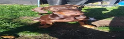Dobermann dogs for sale: Female Dobermann  in Cambridge - Advert 3