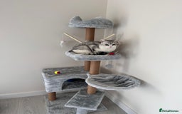 British Shorthair cats for sale: British Short Hair - Image 2