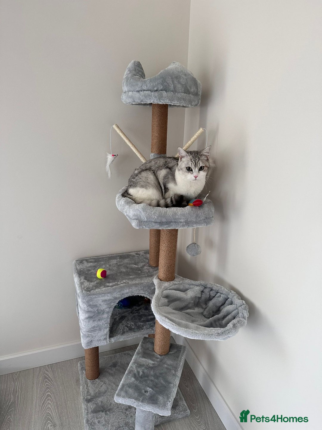 British Shorthair cats for sale: British Short Hair - Image 2
