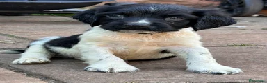 English Springer Spaniel 1 black collar 