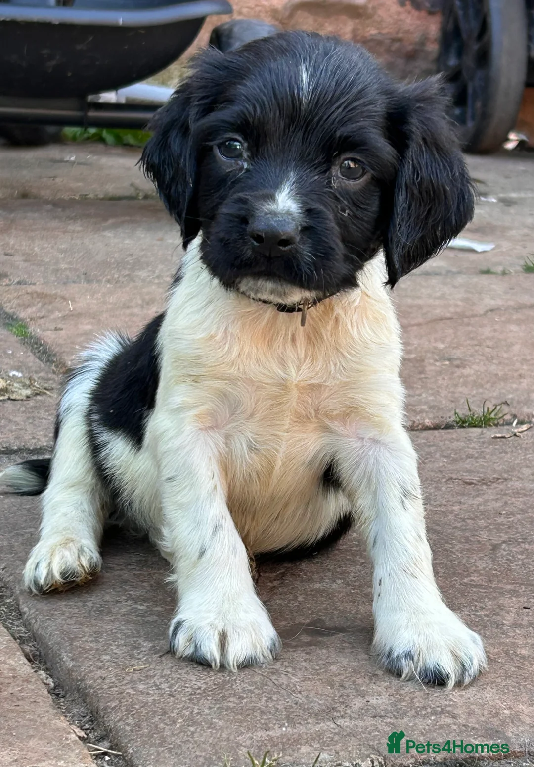 English Springer Spaniel dogs for sale: READY from 17th July KC ESS heavily coloured pups  - Advert 19