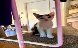 Mixed Breed cats for sale: 2 black and white kittens- READY TO GO! in Swindon - Image 7