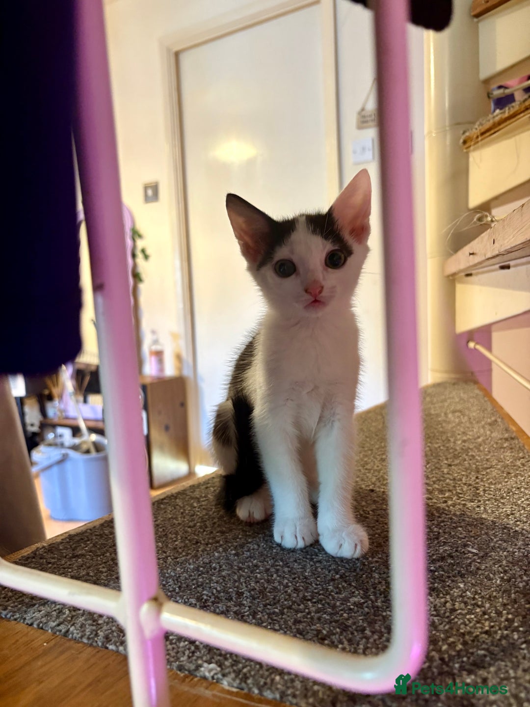 Mixed Breed cats for sale: 2 black and white kittens- READY TO GO! in Swindon - Image 7