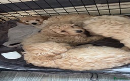 Cockapoo dogs for sale: Cockapoo puppies for  - Image 5