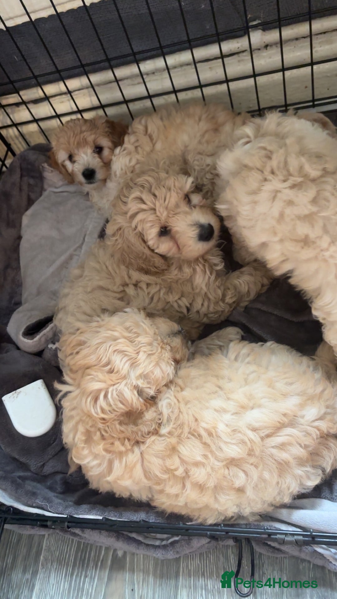 Cockapoo dogs for sale: Cockapoo puppies for  - Image 5