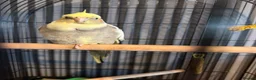 Cockatiels birds for sale: Female cockatiel - Advert 1