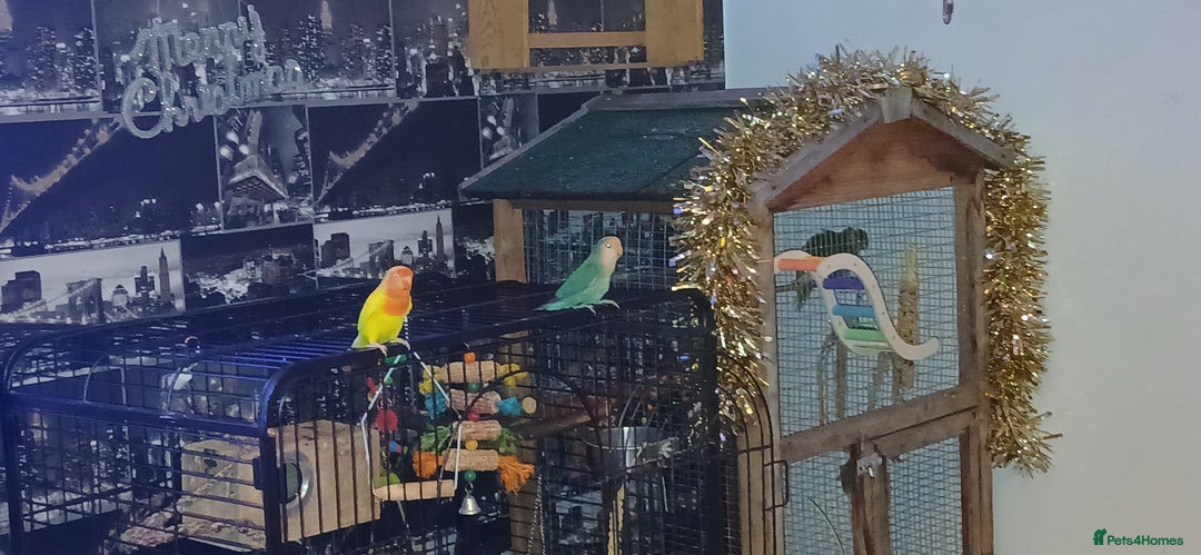 Lovebirds birds for sale: 2 paired love birds with cage - Advert 2