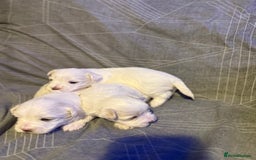 Maltese dogs for sale: Beautiful Maltese puppies for sale - Advert 9