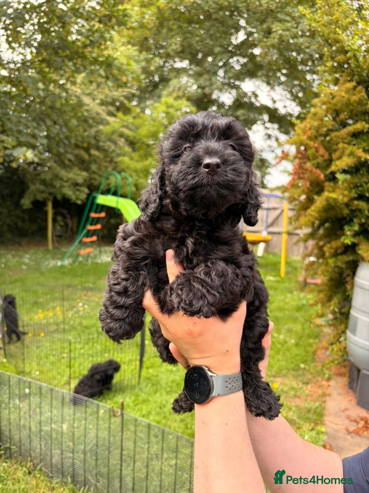 Cockapoo dogs 6 ADORABLE COCKAPOO PUPPIES 3 BOYS & 3 GIRLS - Advert 2