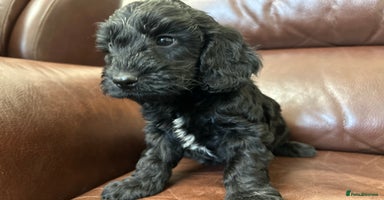 Cockapoo dogs - Advert 16