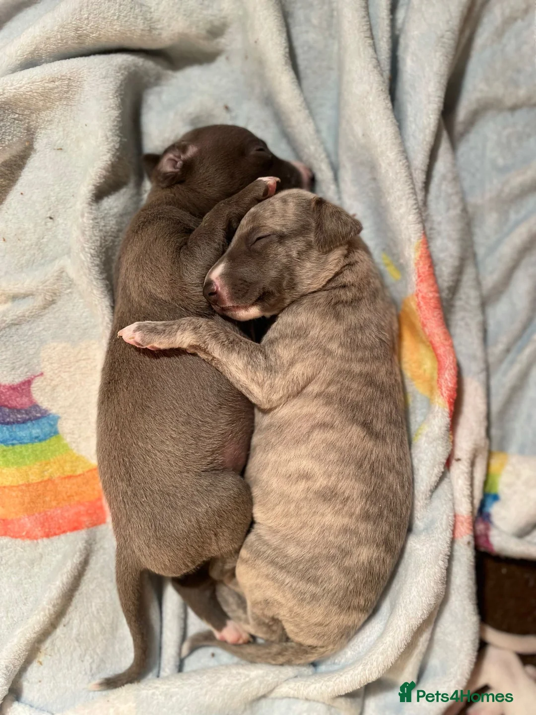 Whippet dogs for stud: 2 KC whippet for stud,both heart tested clear in Bishop Auckland - Advert 16