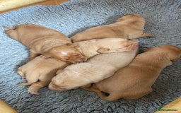 Labrador Retriever dogs for sale: Gorgeous KC registered Labrador Puppies  - Image 10