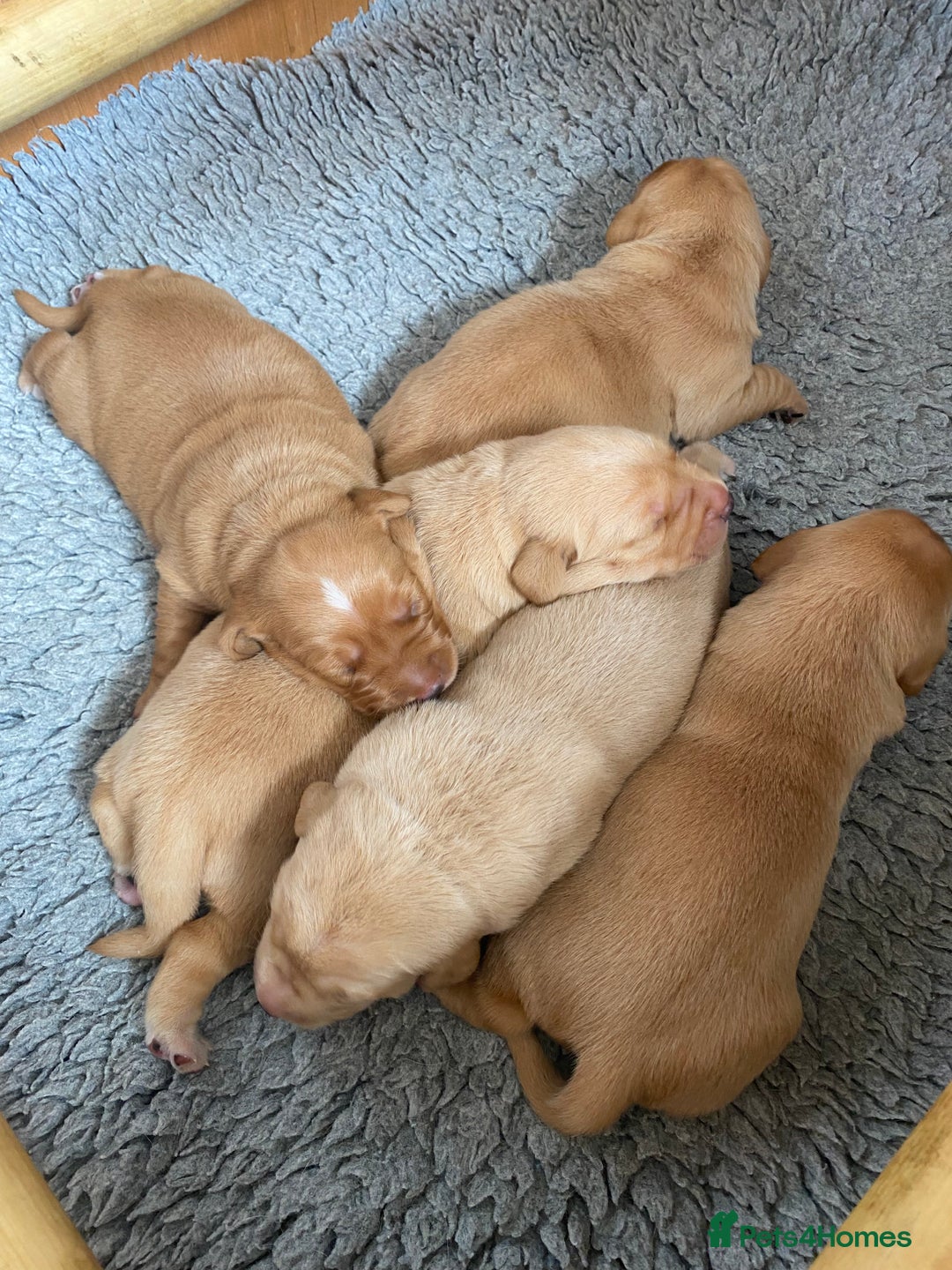 Labrador Retriever dogs for sale: Gorgeous KC registered Labrador Puppies  - Image 10