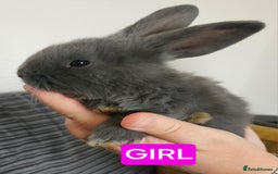 Continental Giant rabbits for sale: Continental giant babies  - Advert 7