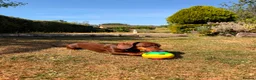 Dachshund dogs for sale: Dachshund Pup in London - Advert 6