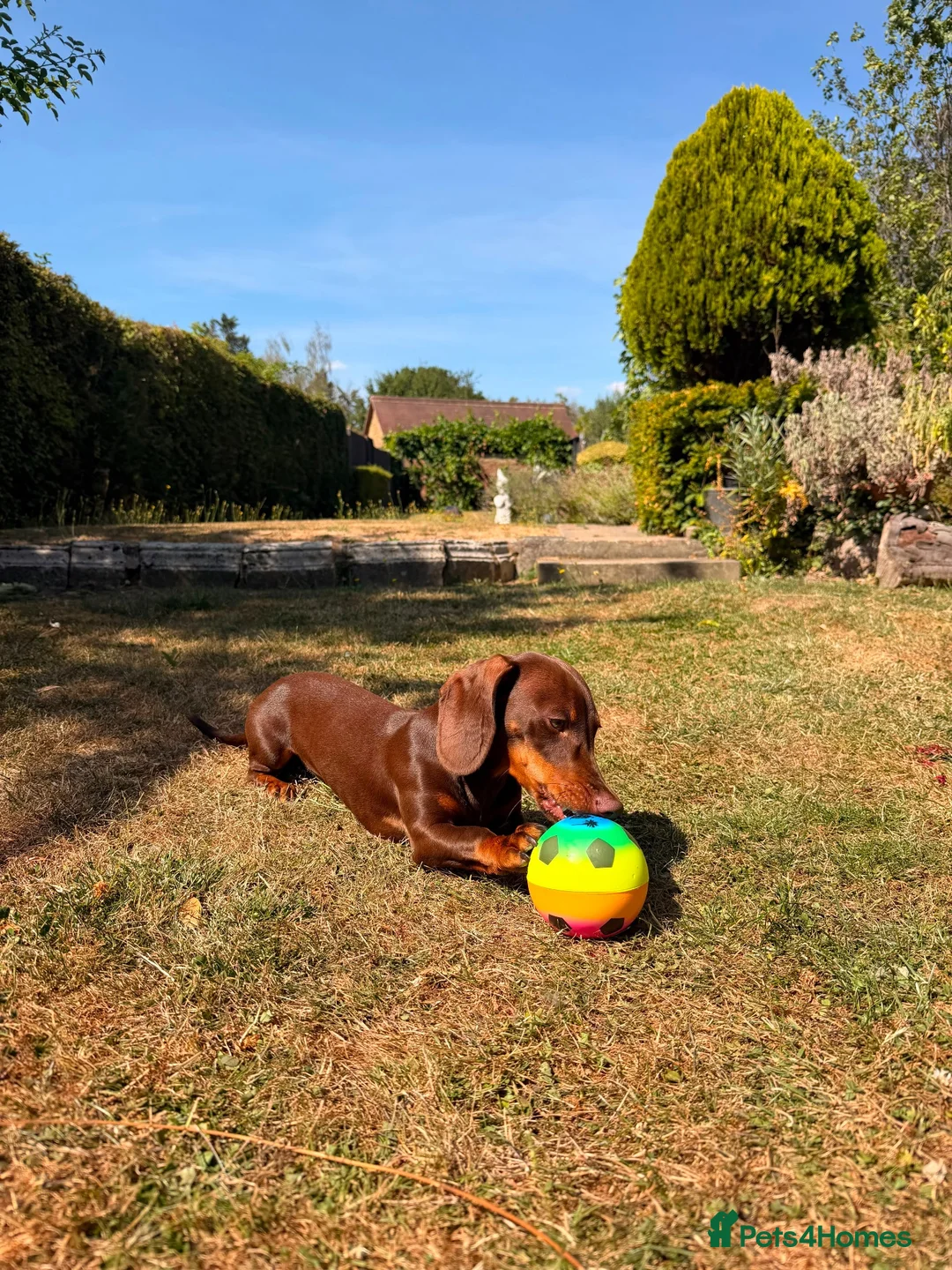 Dachshund dogs for sale: Dachshund Pup in London - Advert 6