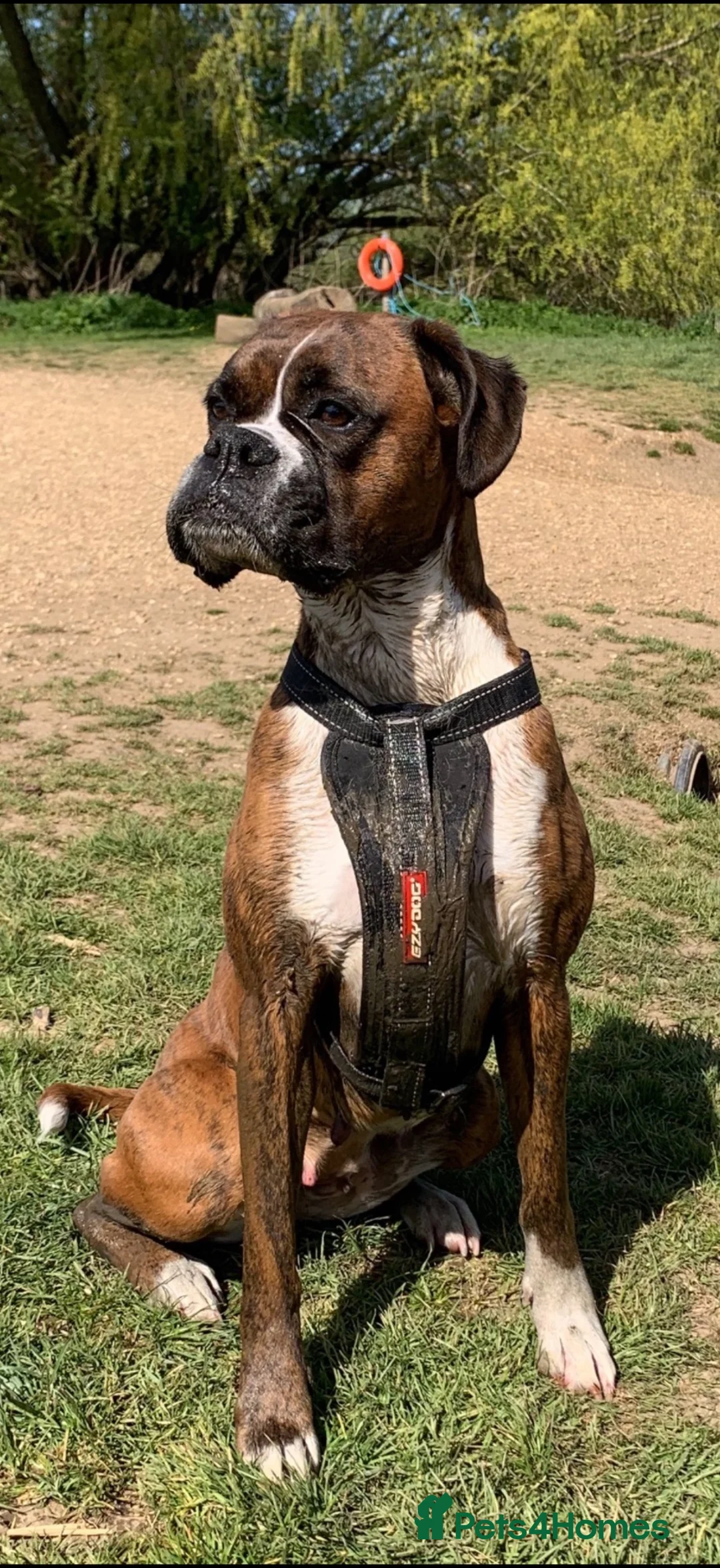 Boxer dogs for sale: KC REG HEART SCORE 0 DM CLEAR BOXER PARENTS - Advert 2