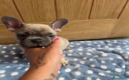 French Bulldog dogs for sale: 2 frenchies left ready to leave now (£850) - Image 2