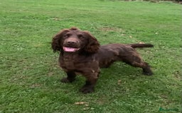 Cocker Spaniel dogs for sale: Exquisite Brown/White Working Cocker Spaniel Pups - Image 8
