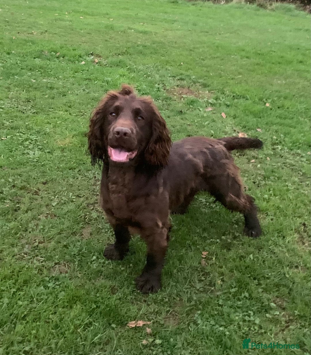 Cocker Spaniel dogs for sale: Exquisite Brown/White Working Cocker Spaniel Pups - Image 8