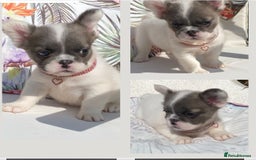 French Bulldog dogs for sale: DNA Health tested 5 🌟 KC fluffy French bulldogs - Image 13