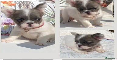 French Bulldog dogs - Advert 3