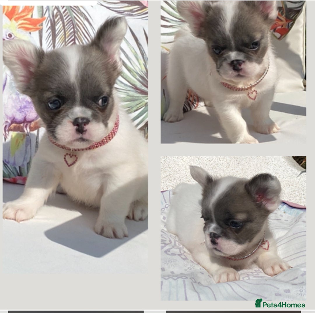 French Bulldog dogs for sale: DNA Health tested 5 🌟 KC fluffy French bulldogs - Image 13